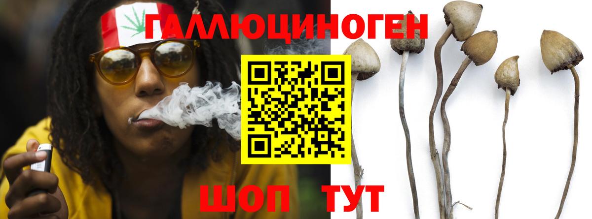 Галлюциногенные грибы Cubensis Сегежа